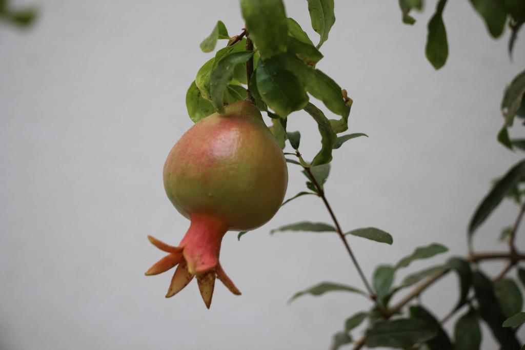 Bougainvillea Riad 马拉喀什 外观 照片